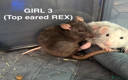 Rat rodents for sale: Baby Rats - Dumbo & Rex  - Image 5