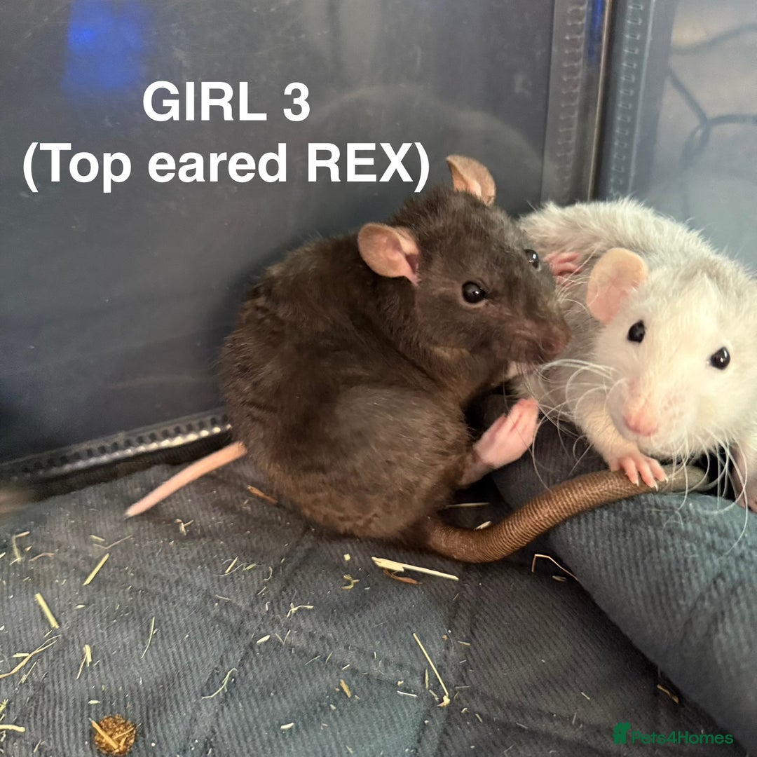 Rat rodents for sale: Baby Rats - Dumbo & Rex  - Image 5