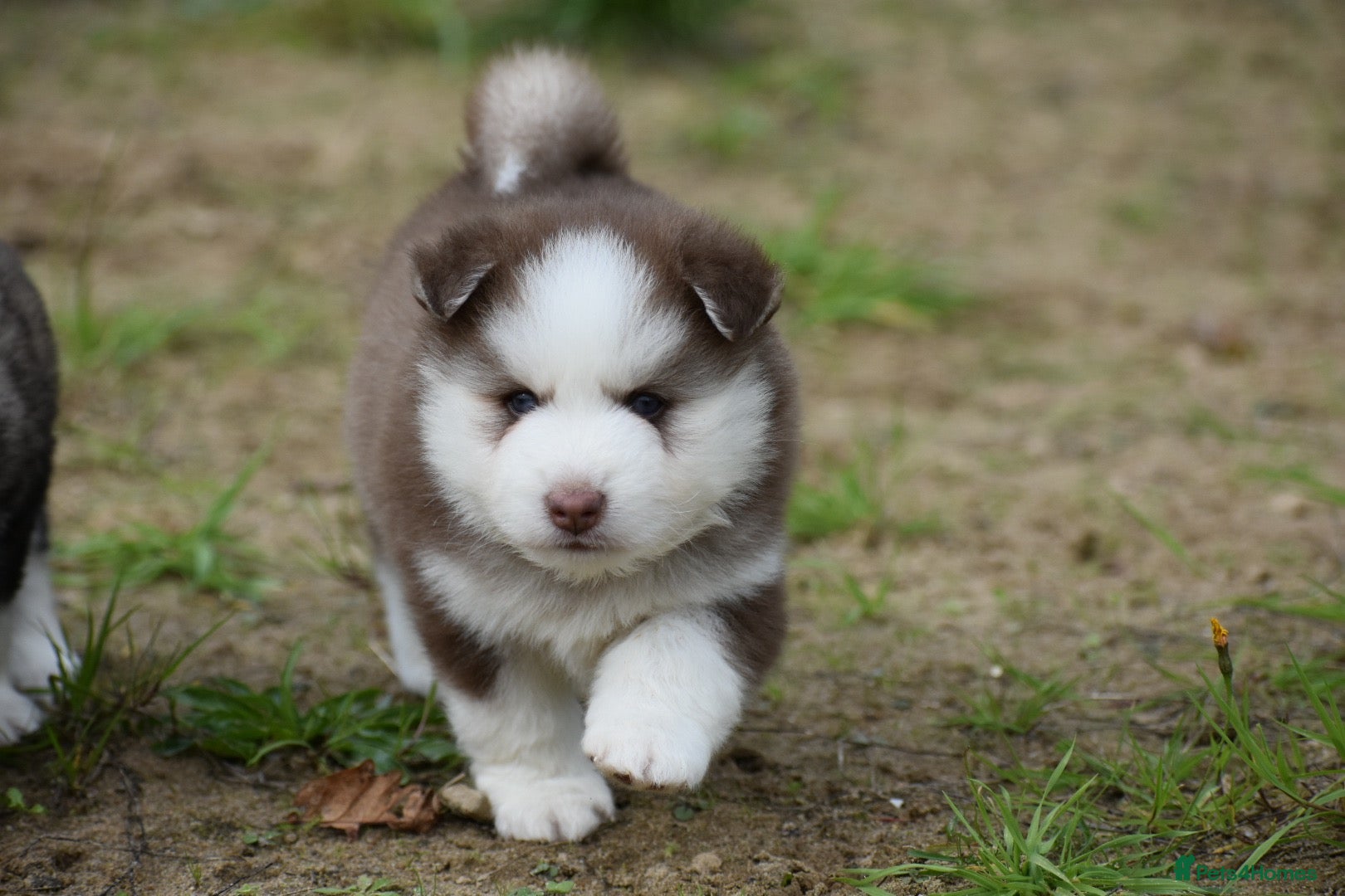 Pomsky dogs Genuine Celtic Star F3 Pomskies Available  - Advert 2
