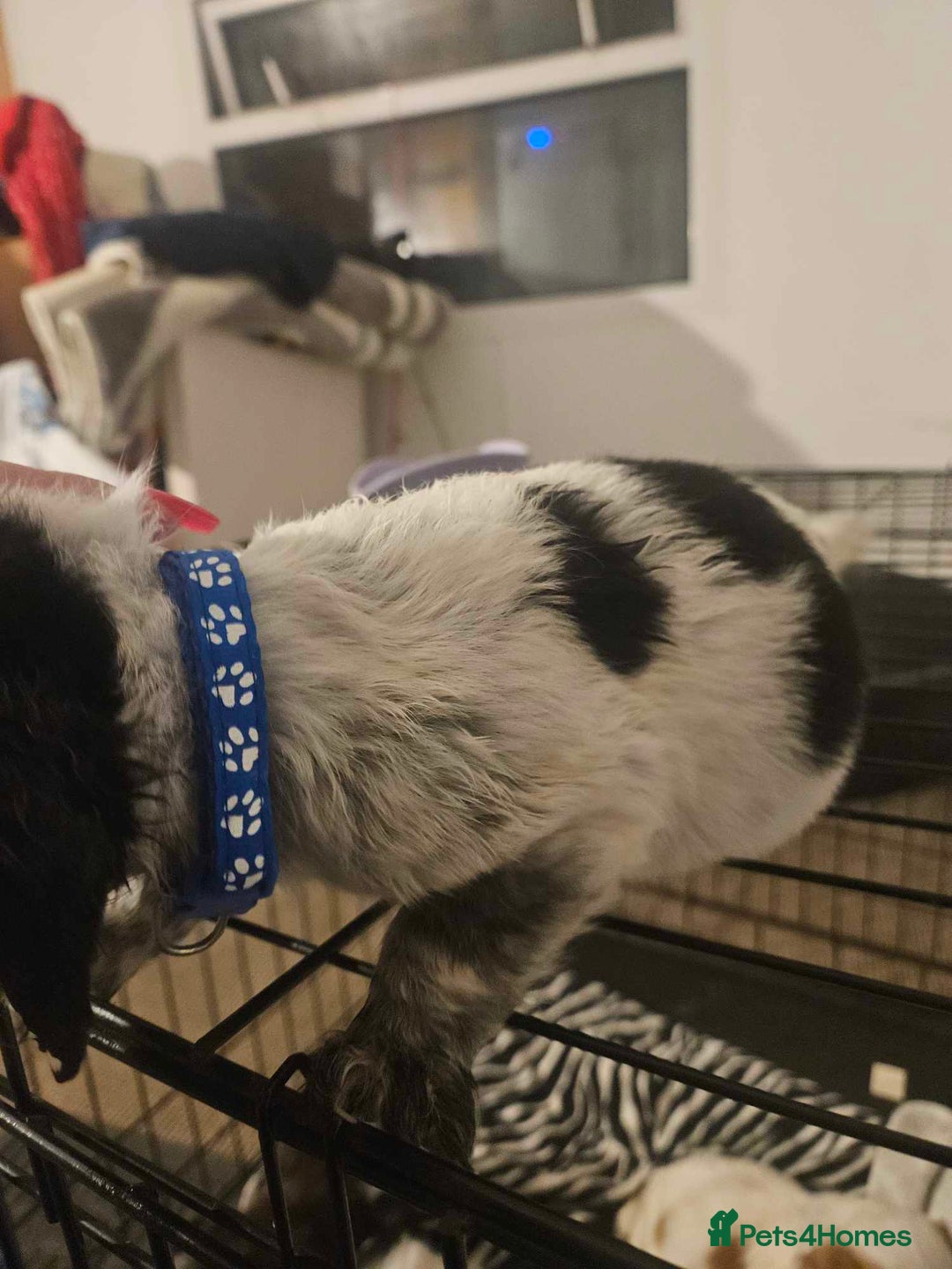 Cocker Spaniel dogs for sale: Cocka spaniel - Advert 14