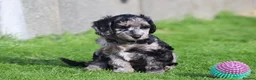 Cockapoo dogs for sale: Beautiful Cockapoo puppies for sale  - Advert 8