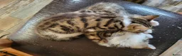 Mixed Breed cats for sale: 2 boys kittens ready to leave - Advert 9