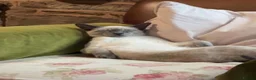 Siamese cats for sale: Pedigree quality kittens  in Longhope - Advert 24