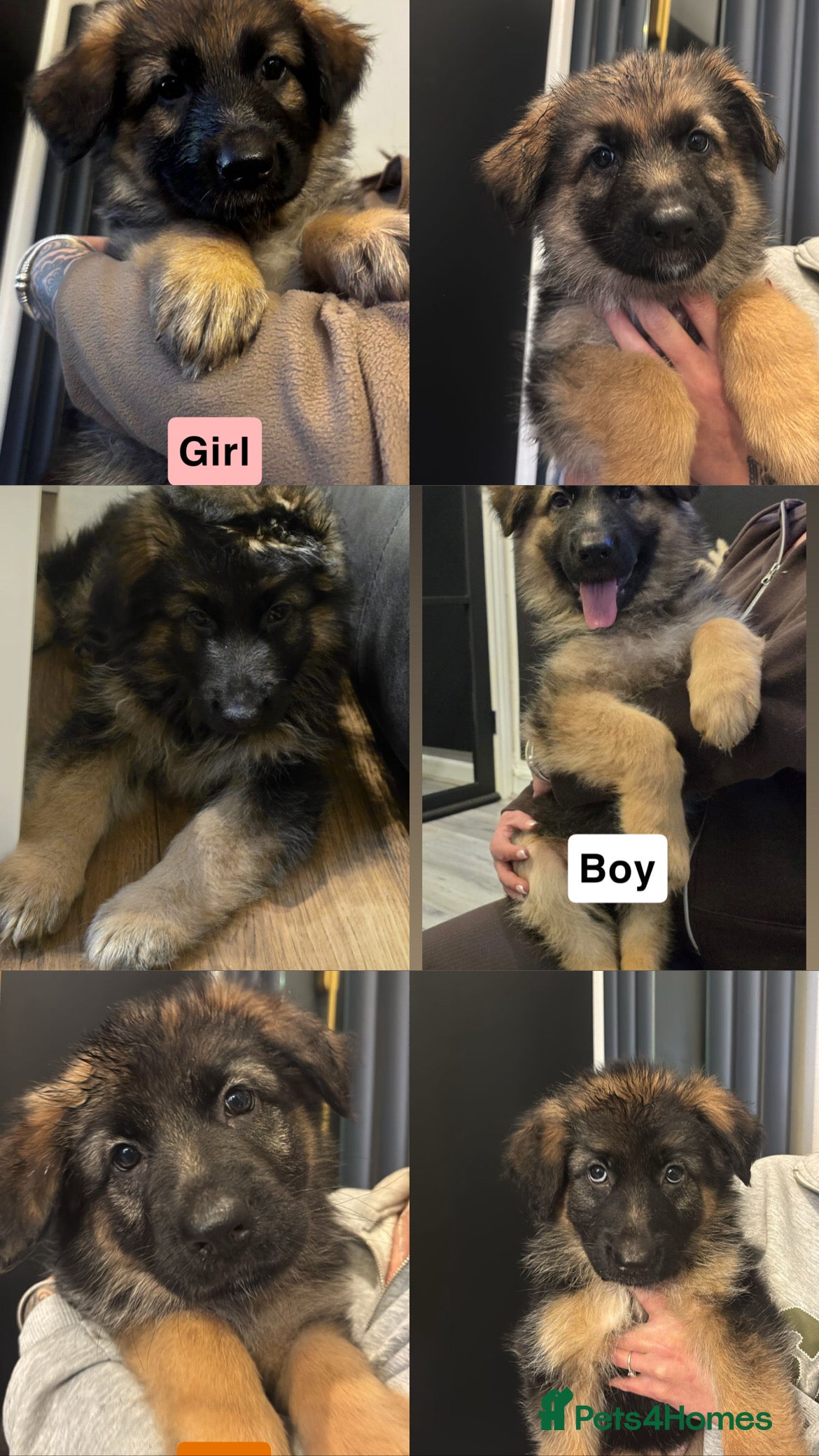 German Shepherd dogs German shepherd puppies Amber blood line  - Advert 2