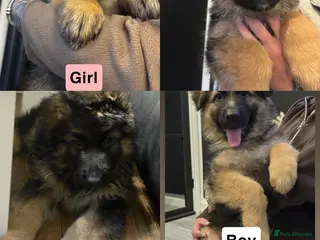 German Shepherd dogs German shepherd puppies Amber blood line - Advert 2