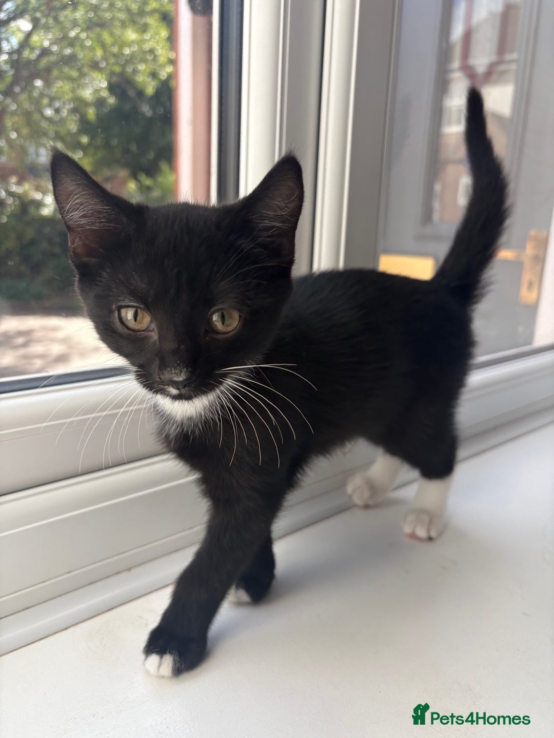 Domestic Shorthair cats for sale: Kittens - Image 7