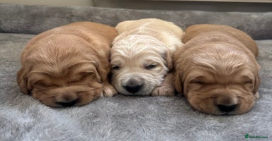 Golden Retriever dogs - Advert 12