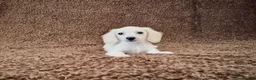 Miniature Dachshund dogs for sale: Rare Cream Longcoat Miniature Dachshund Puppies  - Advert 9