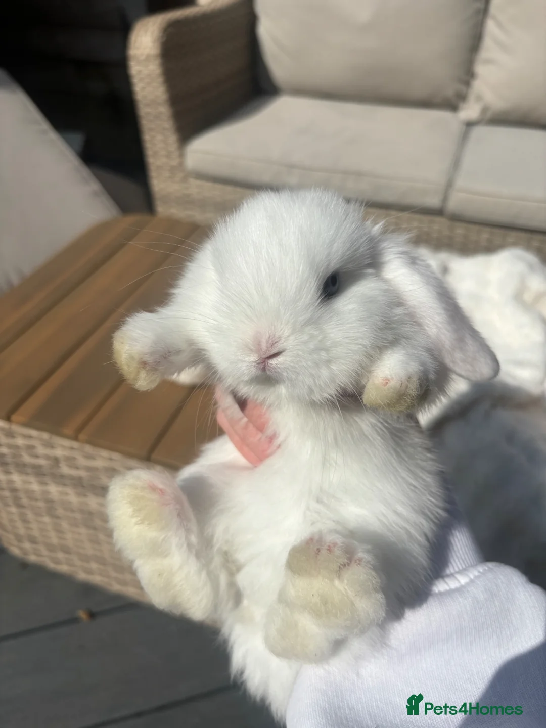 Mini Lop rabbits for sale: 3 Gorgeous mini lops in Kettering - Advert 9