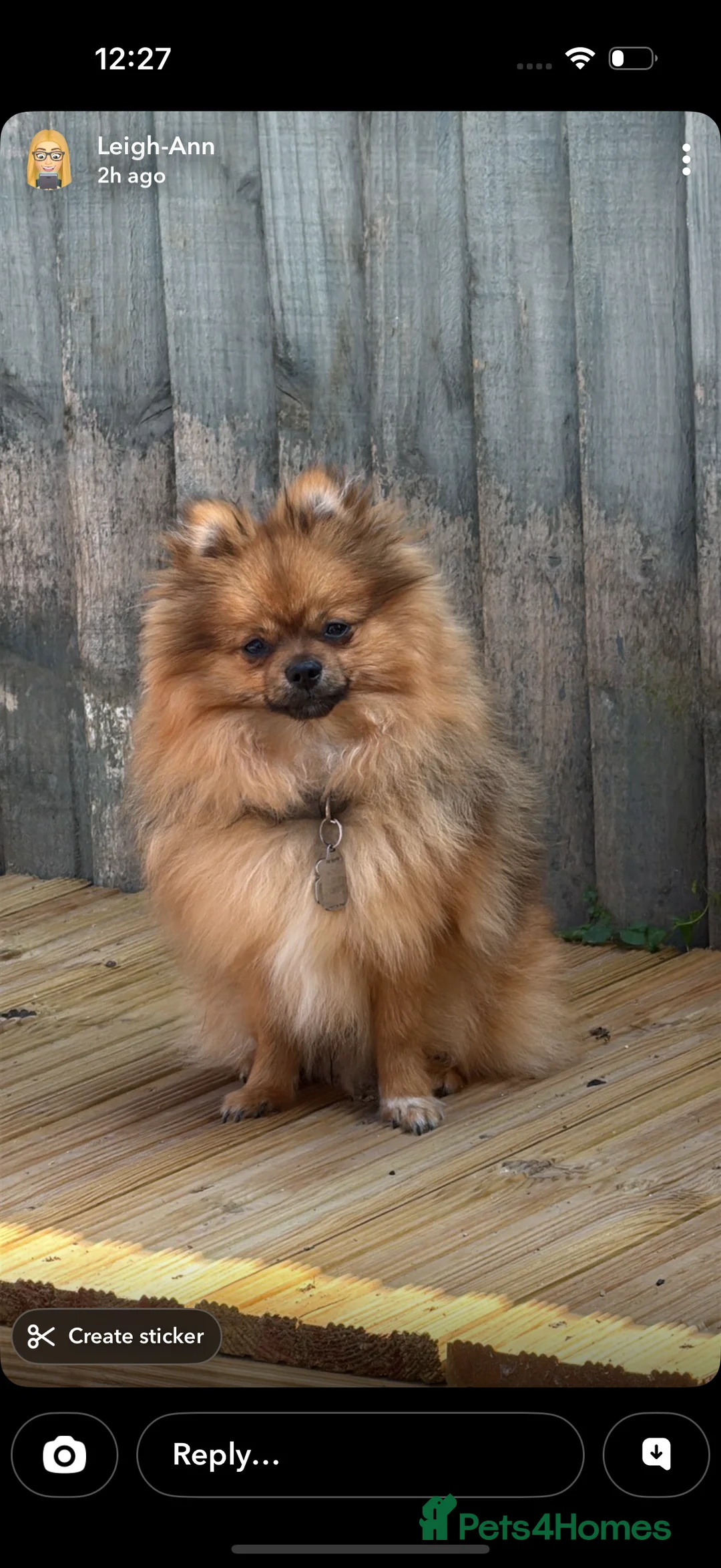 Pomeranian dogs for sale: 3 beautiful  **  teddy face Pomeranian puppies  - Advert 1