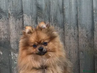 Pomeranian dogs 3 beautiful ** teddy face Pomeranian puppies - Advert 8