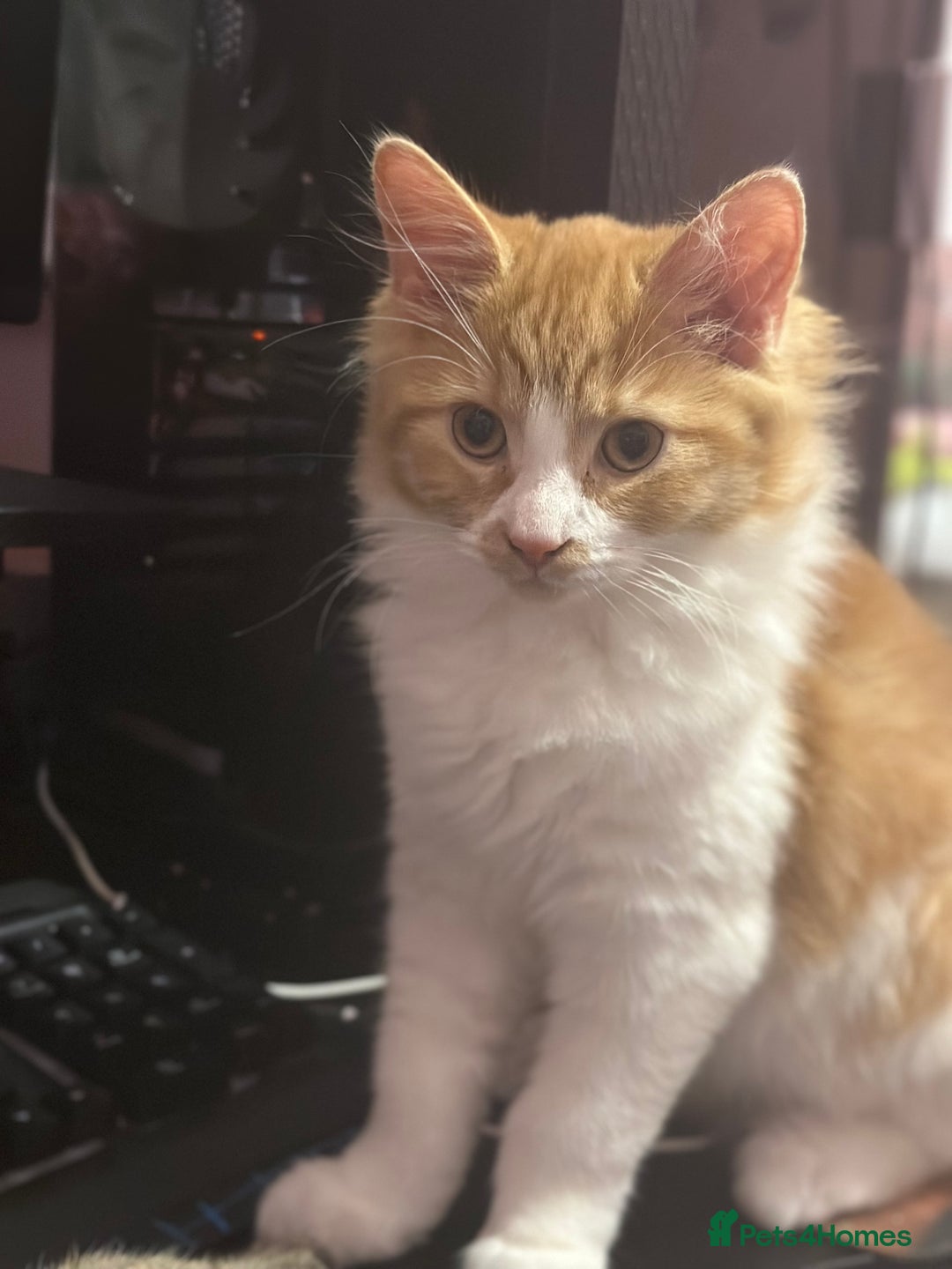 Mixed Breed cats for sale: Kittens  - Advert 2