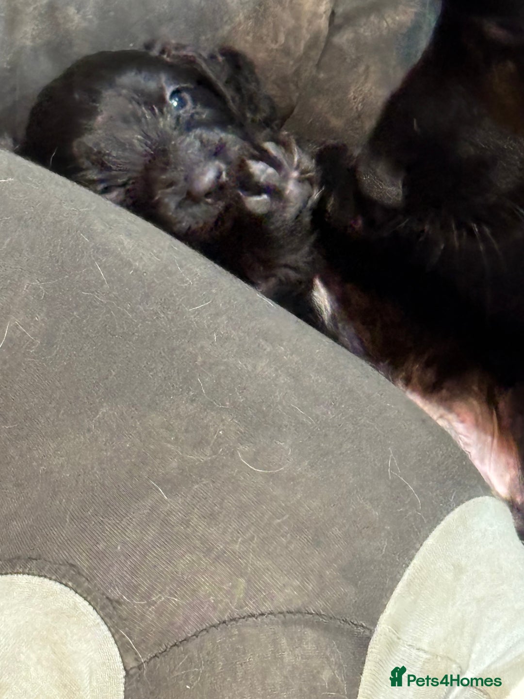 Cocker Spaniel dogs for sale: Cocker spaniel puppy - Advert 11