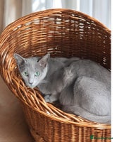 Russian Blue cats GCCF, CHAMPION SIRED RUSSIAN BLUE KITTENS - Advert 2