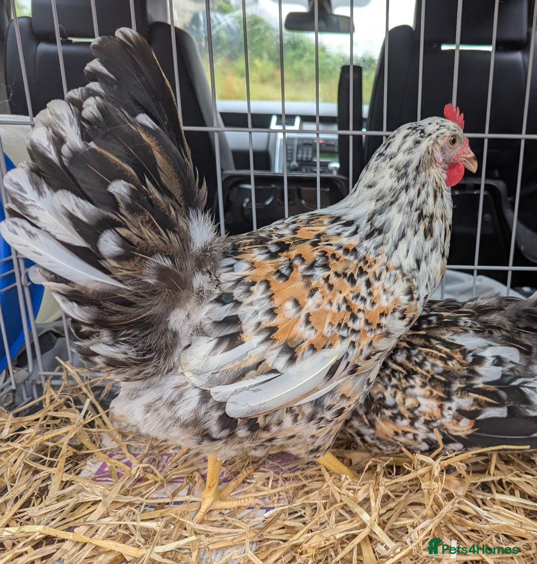 Chickens poultry for sale: Rare Gorgeous Purebred Swedish Flower Hen  POL - Image 7