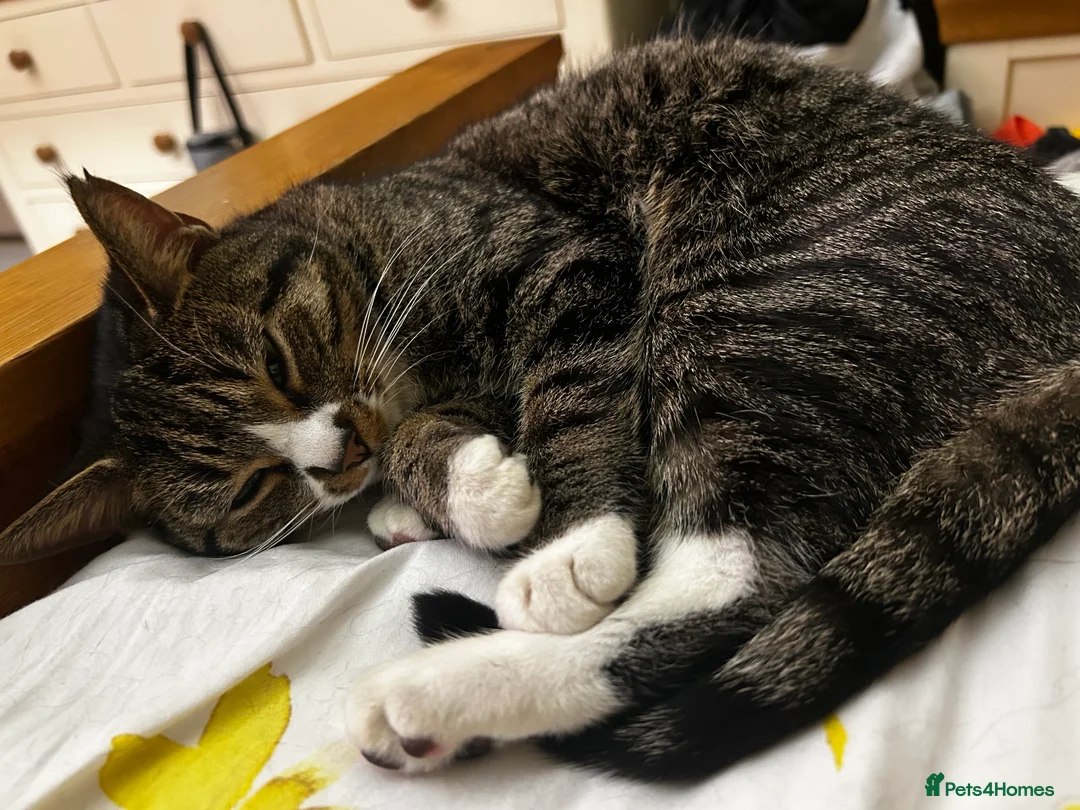 Domestic Shorthair cats for sale: Male Cat - Advert 3