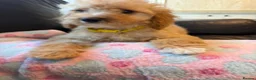 Cockapoo dogs for sale: F1b cockapoos ready now 1st and 2nd vaccine  - Advert 17
