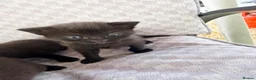 Mixed Breed cats for sale: Black tabby kittens  - Advert 20