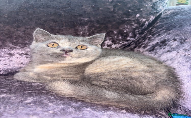 British Shorthair cats - Advert 6