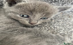 Russian Blue cats for sale: Russian Blue X British Shorthair Kittens - Image 9