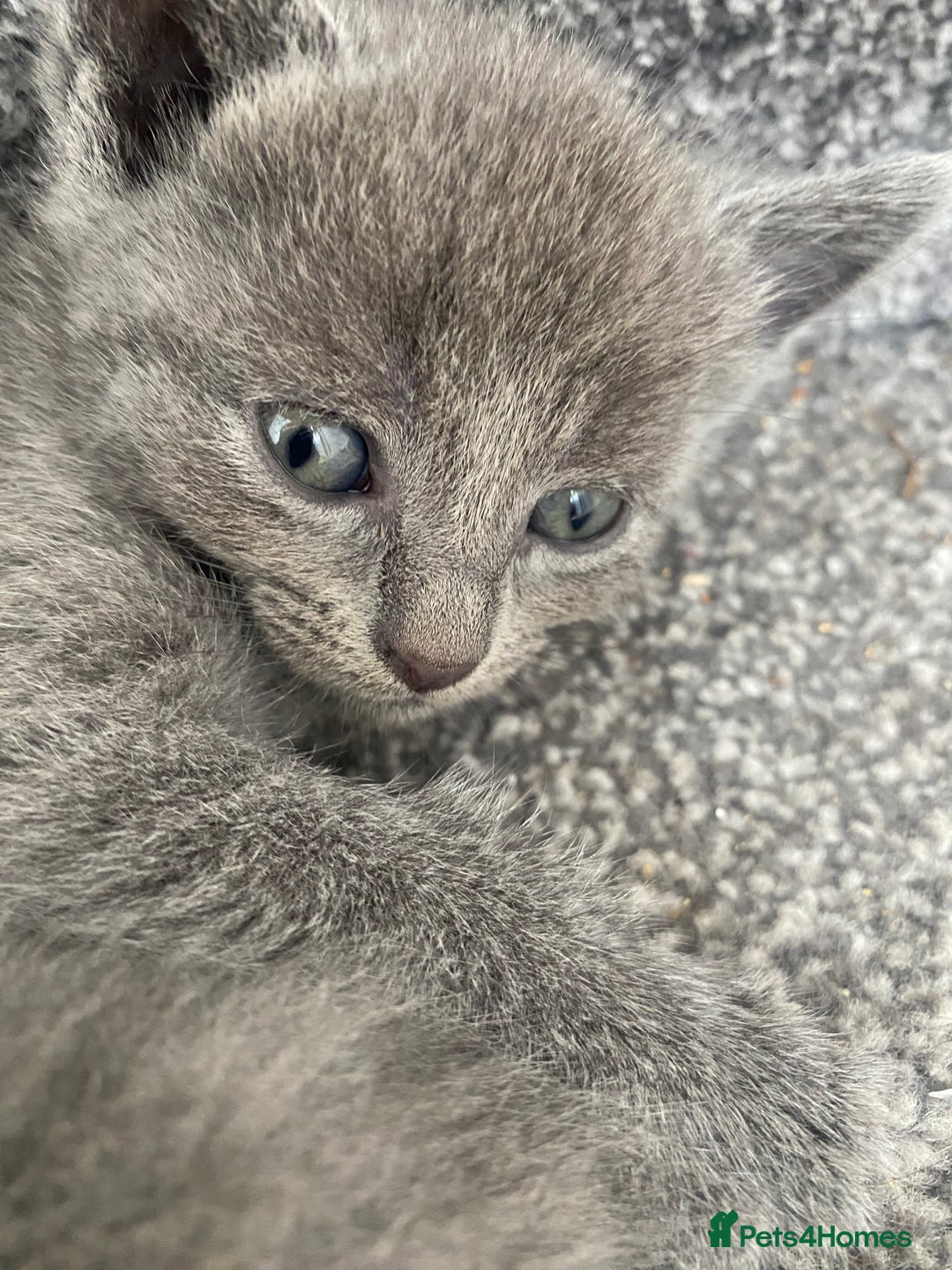 Russian Blue cats for sale: Russian Blue X British Shorthair Kittens - Image 9