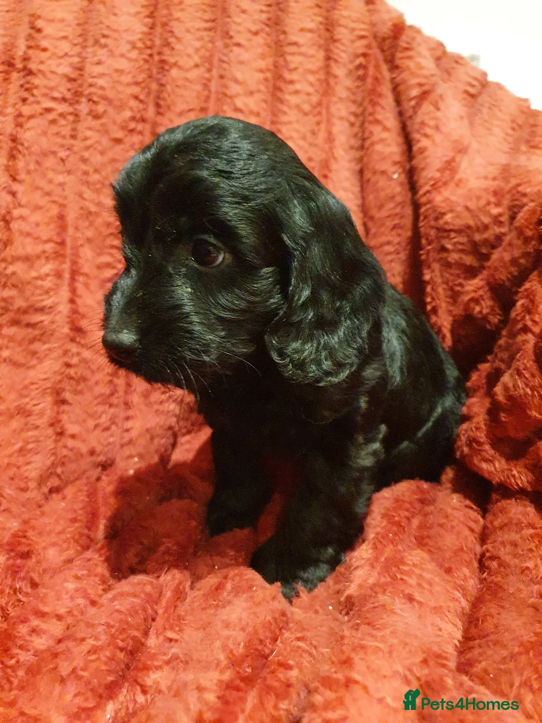 Cockapoo dogs for sale: Adorable Cockapoo F1 puppies - Advert 2
