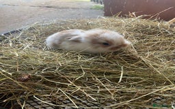 Lionhead rabbits for sale: Lion head x mini lop  - Image 5