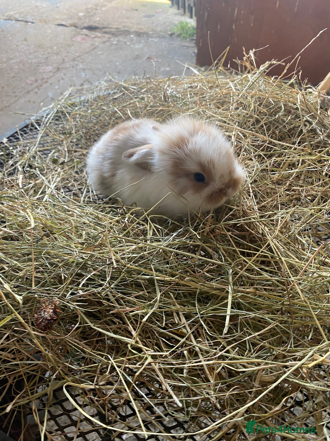 Lionhead rabbits for sale: Lion head x mini lop  - Image 5