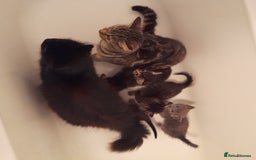 Bengal cats for sale: 6 Beautiful, Healthy Kittens - Image 15