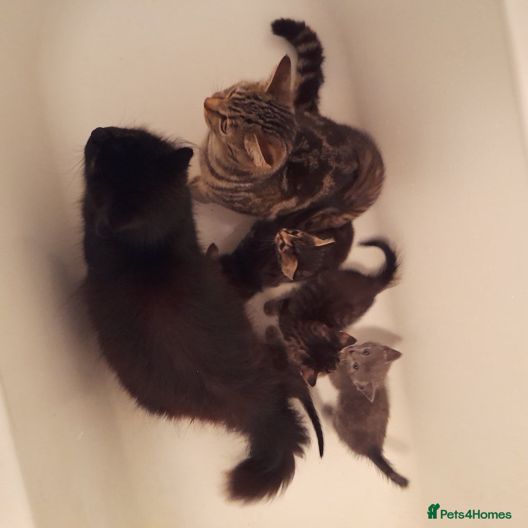 Bengal cats for sale: 6 Beautiful, Healthy Kittens - Image 15