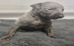 Whippet dogs for sale: KC Registered Blue Laguna Whippets - Image 18