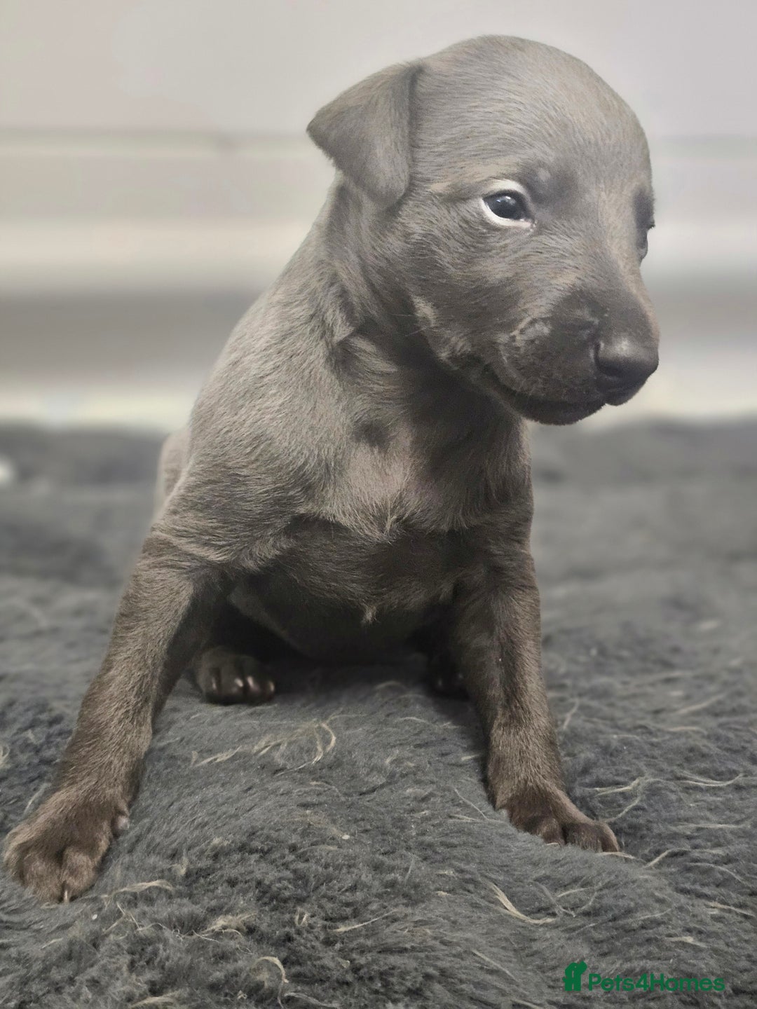 Whippet dogs for sale: KC Registered Blue Laguna Whippets - Image 18