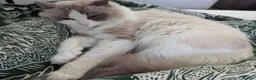 Ragdoll cats for sale: Ragdoll cats boy & girl  - Advert 11