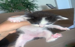 British Shorthair cats for sale: 6 litter mixed domestic kittens  - Image 15