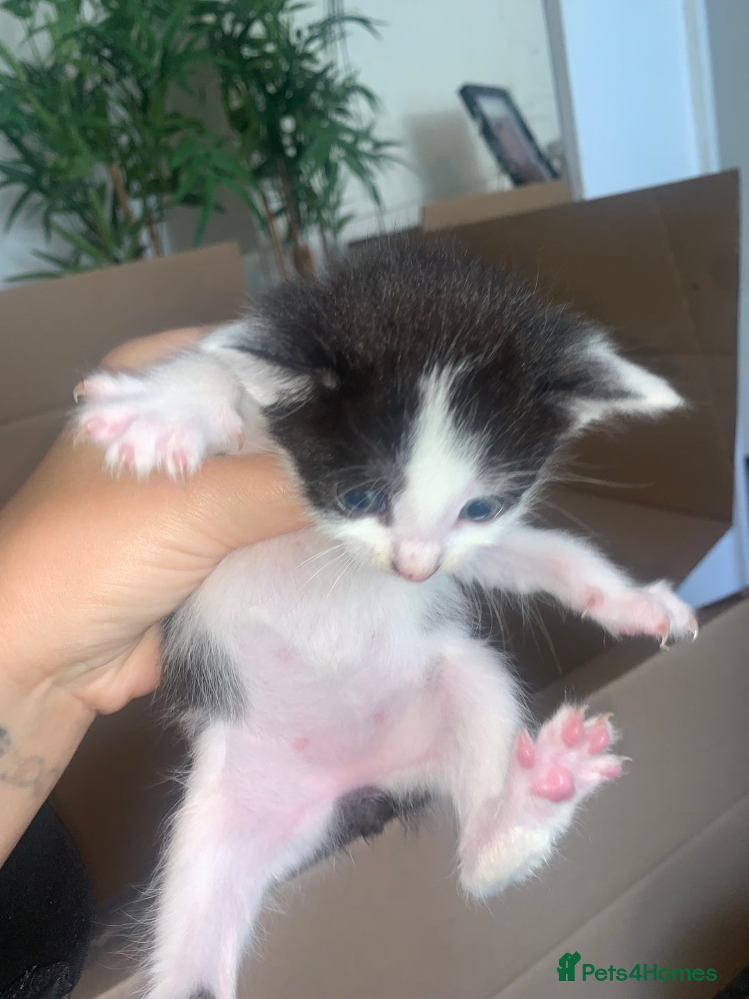 British Shorthair cats for sale: 6 litter mixed domestic kittens  - Image 15
