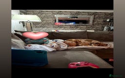 Mixed Breed dogs for sale: English bulldog Female  - Image 7