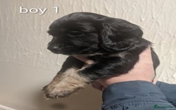 Cocker Spaniel dogs for sale: Only 3 beautiful kc working cocker spaniels left  - Advert 18