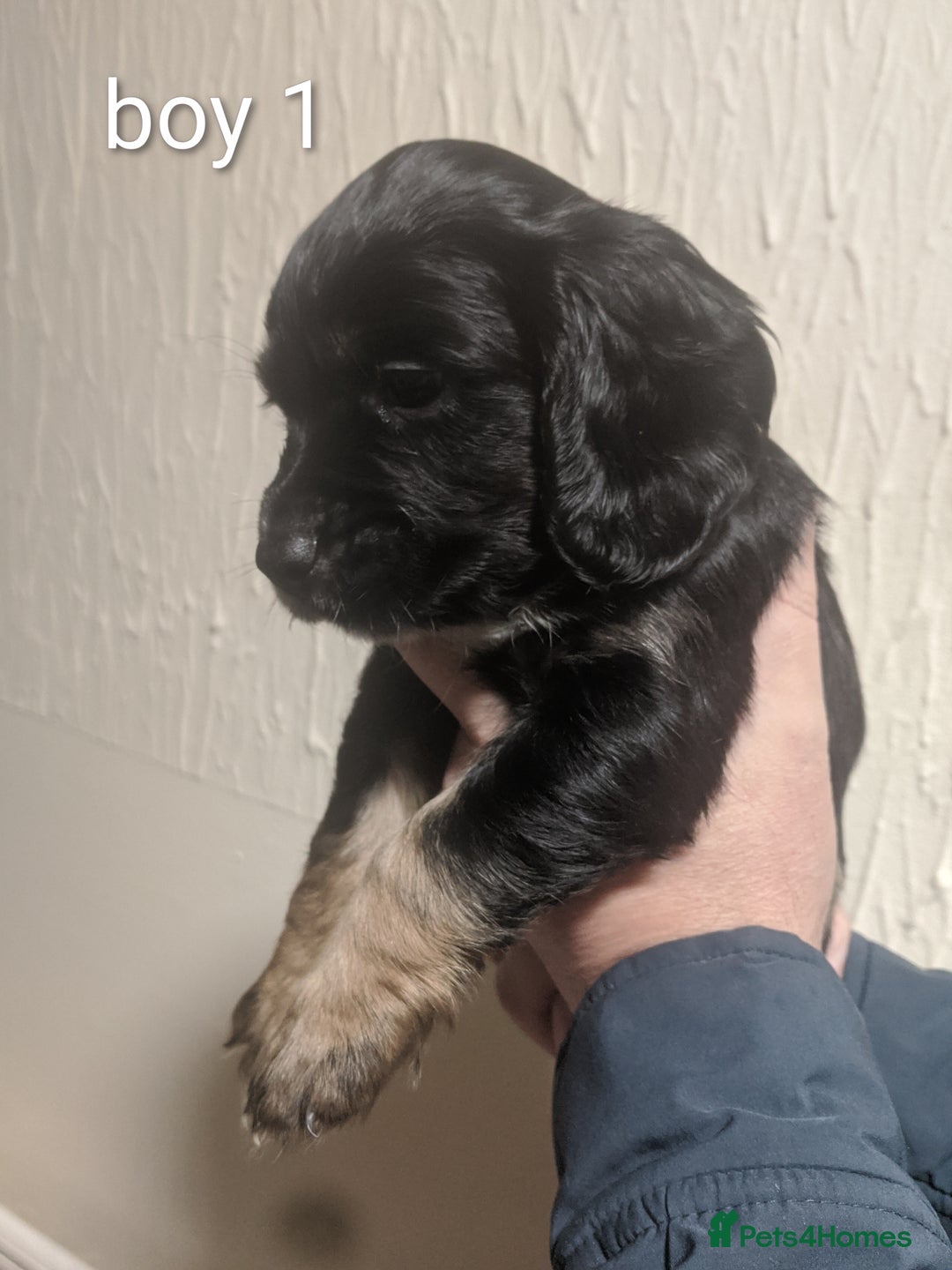 Cocker Spaniel dogs for sale: Only 3 beautiful kc working cocker spaniels left  - Advert 18