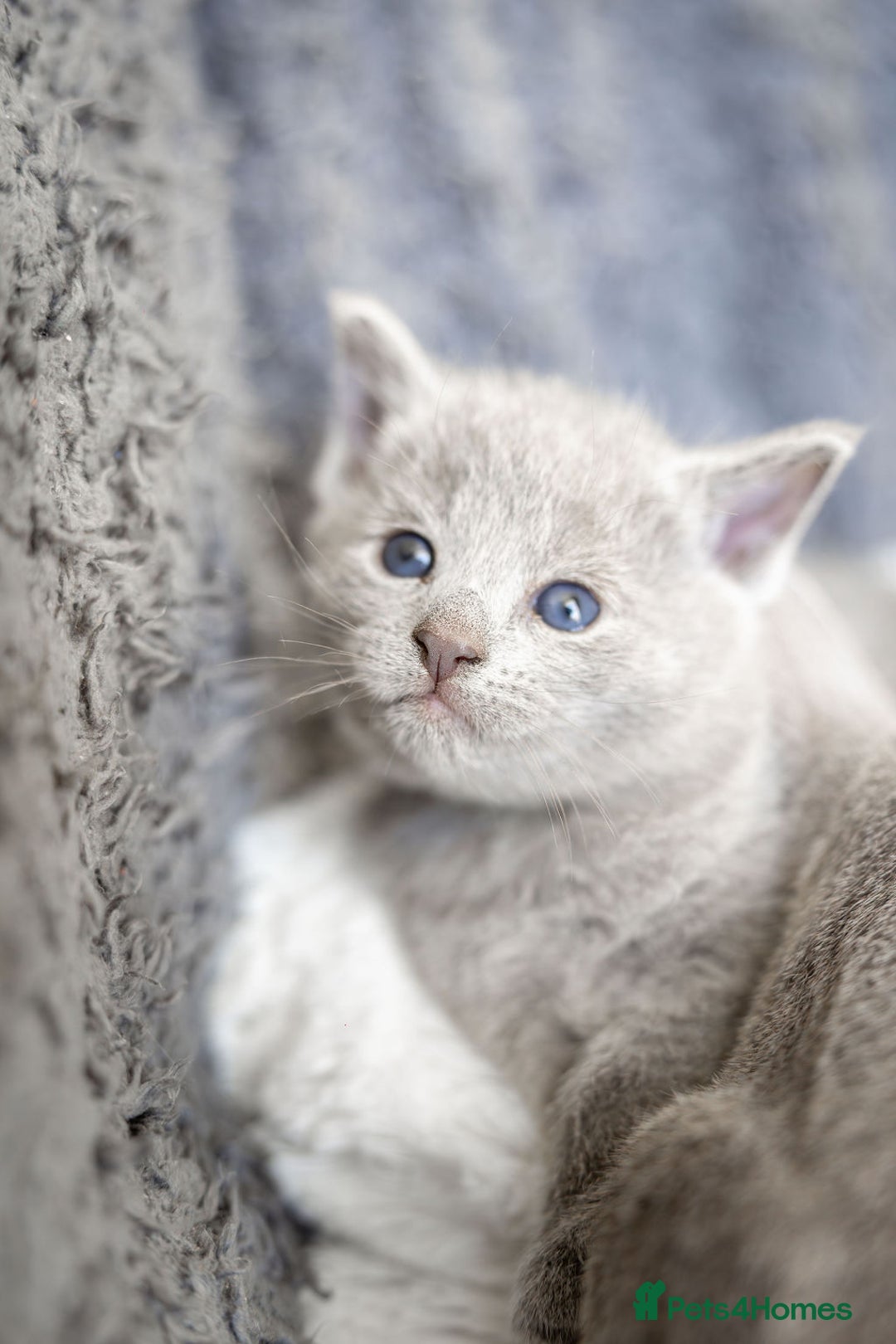 Russian Blue cats for sale: Pure Russian Blue Kittens, Silver Coat Green Eyes  - Advert 13
