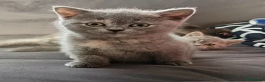 British Shorthair Kitten 3