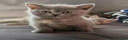 British Shorthair cats for sale: *Beautiful GCCF Reg'd Kittens*DNA Tested Parents* - Advert 12