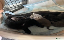Mixed Breed cats for sale: 1 male still available  in Witney - Image 2