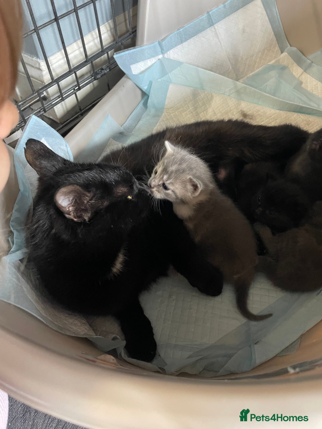 Mixed Breed cats for sale: 1 male still available  in Witney - Image 2