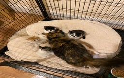 Mixed Breed cats for sale: Adorable Kittens  - Advert 10