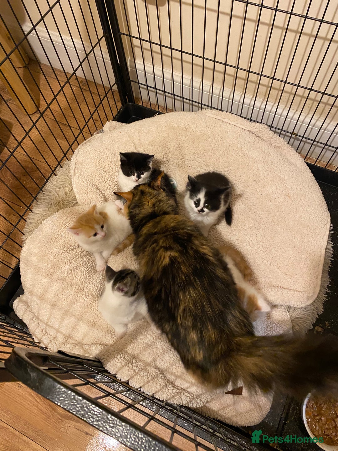 Mixed Breed cats for sale: Adorable Kittens  - Advert 10