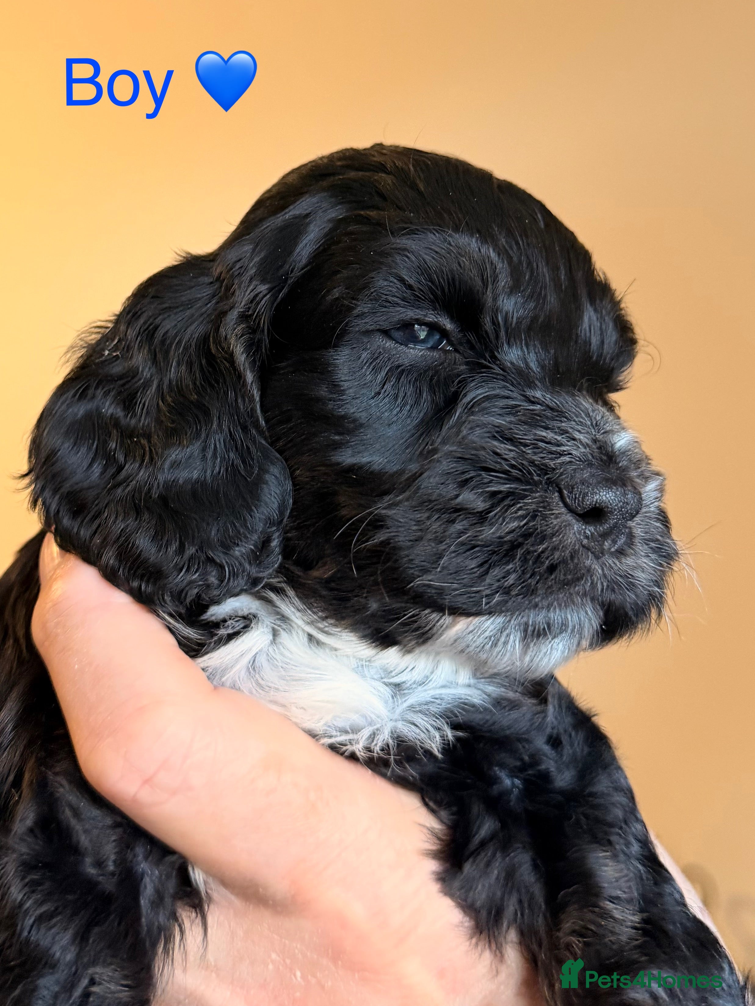 Cockapoo dogs F1 Cockapoo Puppies - Advert 1