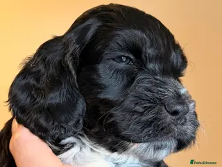 Cockapoo dogs F1 Cockapoo Puppies - Advert 1