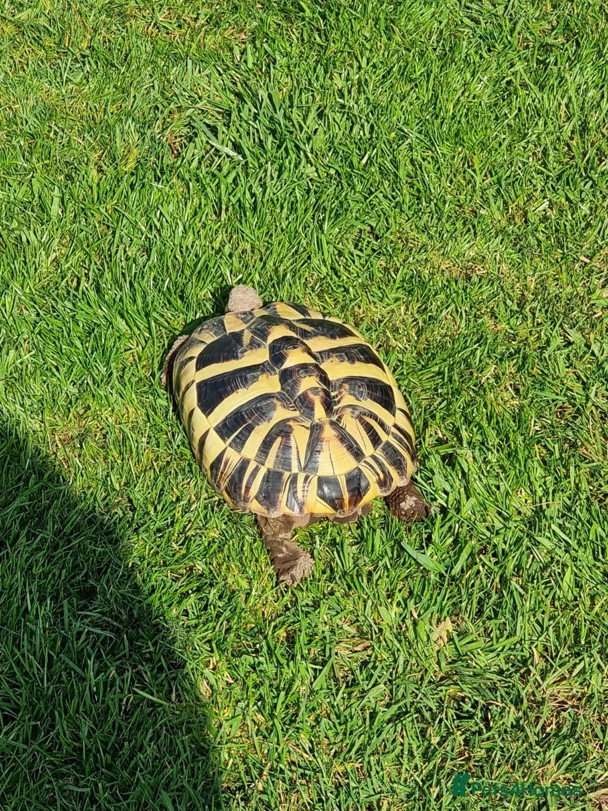 Hermann Tortoise reptiles Hermanns tortoise  - Advert 1
