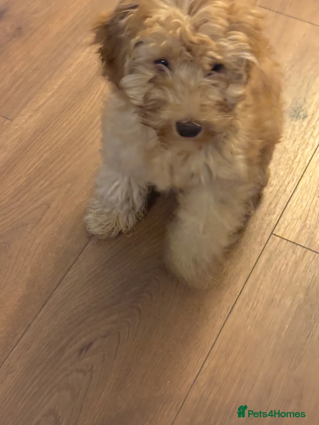 Cockapoo dogs for sale: Cockapoo - Advert 2