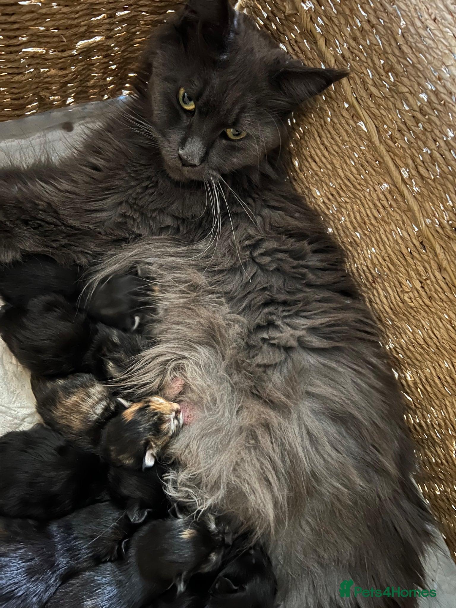 Maine Coon cats for sale: Last two girls.Reduced price.MC kittens  - Advert 20
